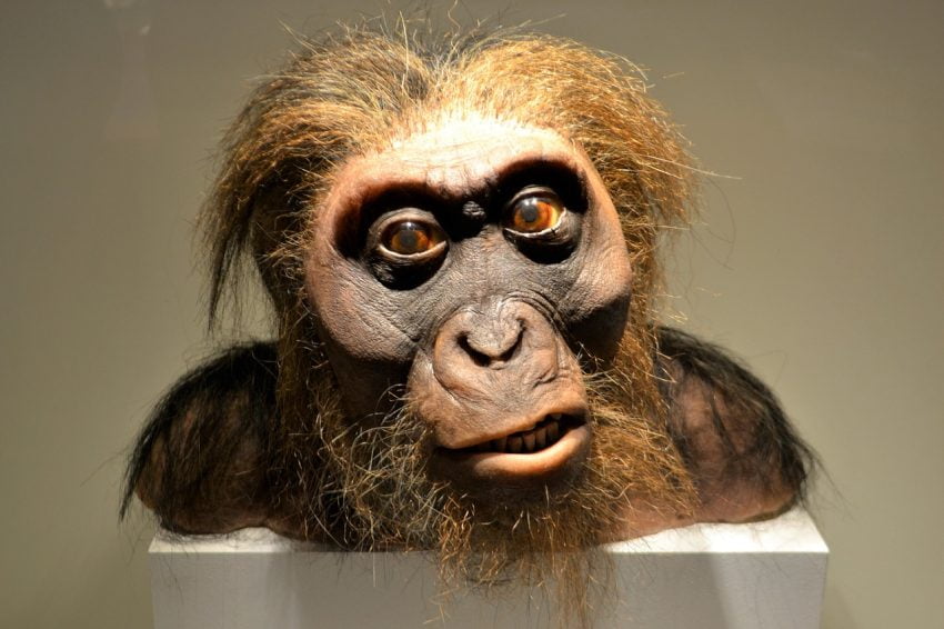 İnsanın Evrimsel Geçmişi: Homo Sapiens’in Ataları